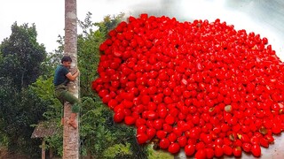 HẠT VÀNG ĐEN TÂY BẮC 3 TRIỆU 1 KG • Bí Quyết Ẩm Thực Tây Bắc