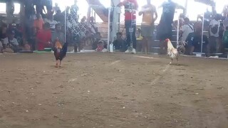 bornok line       chicken. -albert