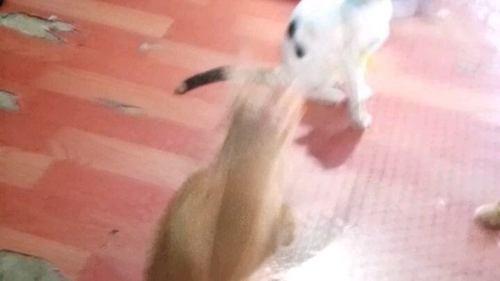 my love cat