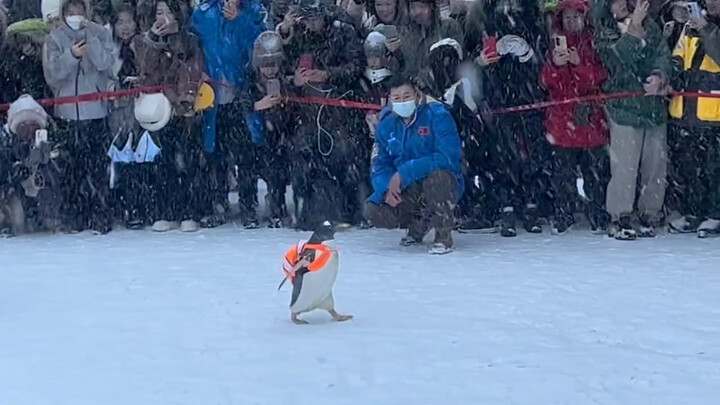 Harbin Polarland’s little penguins are out again! ❄️🐧