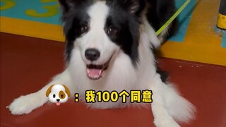 عندما يصادف كلبك أثناء التنزه عمودًا، هل يبدأ صغيرك الفروي بالتحدي أيضًا؟