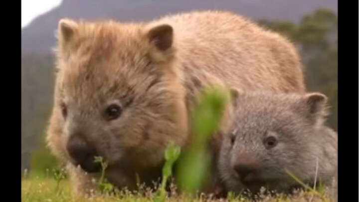 أحب حقًا هاجيمي الذي يفعل الأشياء العظيمة بصمت!