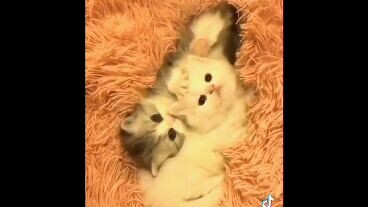 kucing cute aww🩷