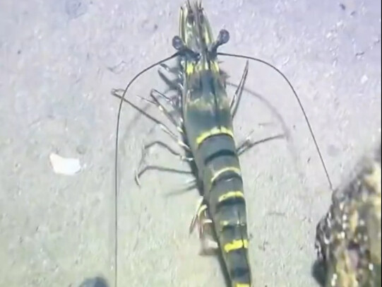 Poor humans are being toyed with by the giant shrimp.
