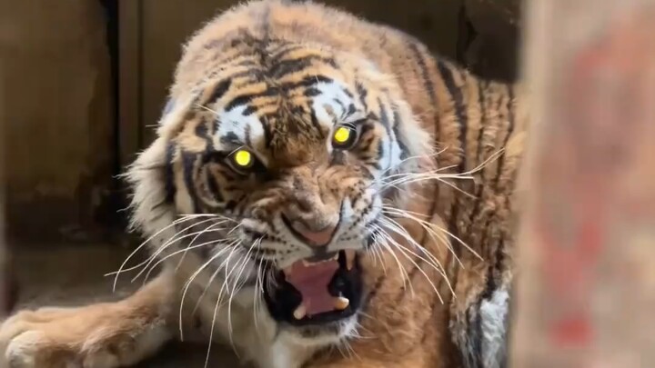 Gula merah harimau: Manusia, aku