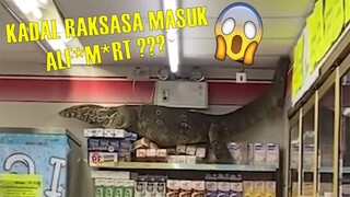 Kadal Raksasa Masuk ke Minimarket, Lihat Apa Yang Terjadi..