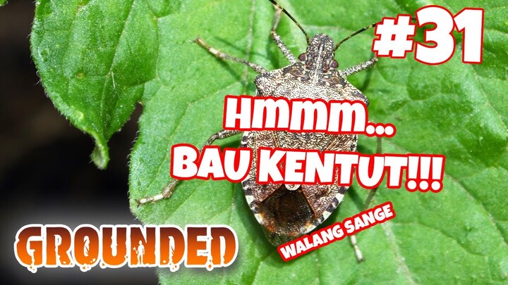 NIH SERANGGA KERJAANNYA KENTUT MULU - Grounded #31