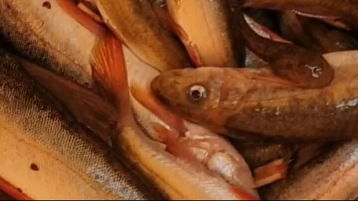 duwali fishing in Nepal |