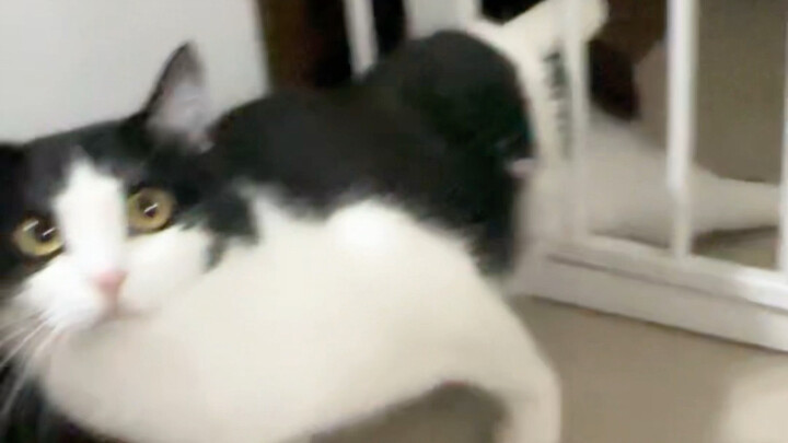 Kamu bilang pagar ini untuk menghalangi kucing?