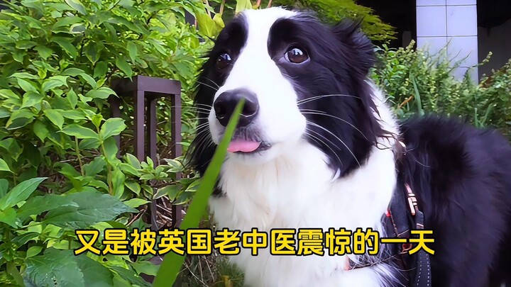 Hôm nay suýt nữa thì chết khiếp, lại là một ngày bị chú chó Border Collie nhà mình làm cho giật mình
