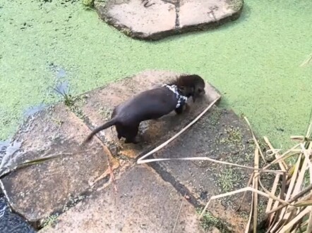 The dog just wants to roll around in the grass.