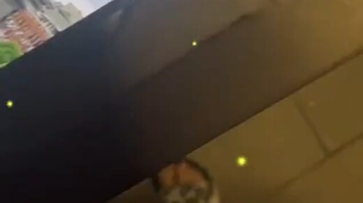 It’d look absolutely mind-blowing nestled among the city’s streetlights!