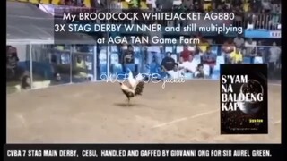 WHITE JACKET 3X WINNER