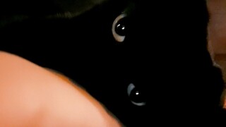 我家这只隐身猫居然为了一个饭粒咬我！伤心了……我要和他绝交！