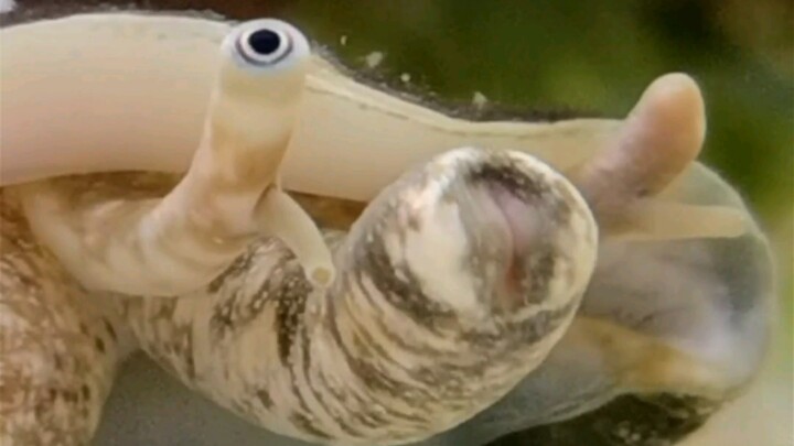 Siput yang memiliki mata dan belalai gajah