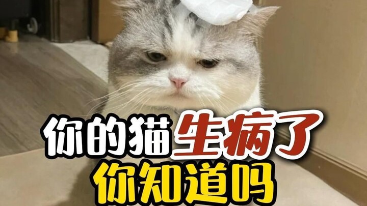 Mèo của bạn đang bị ốm! Mèo rất giỏi che giấu nỗi đau, tất cả phụ thuộc vào đôi mắt tinh tường của s