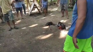 grabe kiskis nang manok ko sayang tumabla