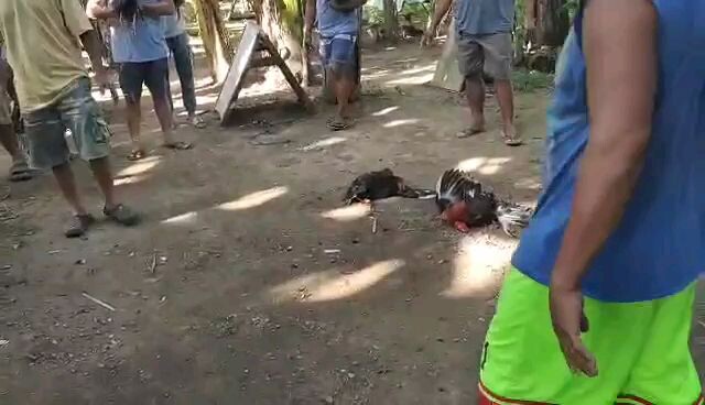 grabe kiskis nang manok ko sayang tumabla