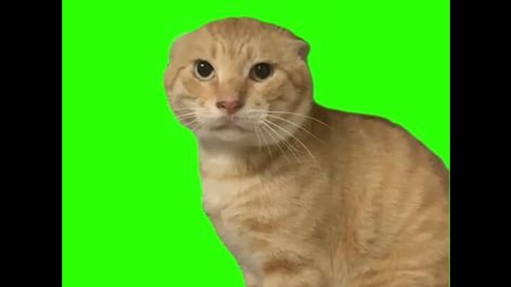 Một chú mèo phát ra tiếng kêu kỳ lạ