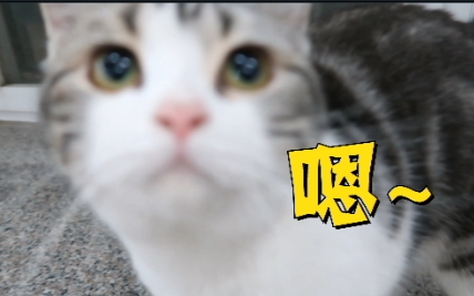 A cat who loves to “mew mew” — its adorable baby-voiced purrs are just too cute, they melt your hear