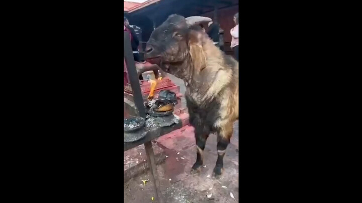 Để thiêu chết ký sinh trùng, con cừu tự nướng chính mình