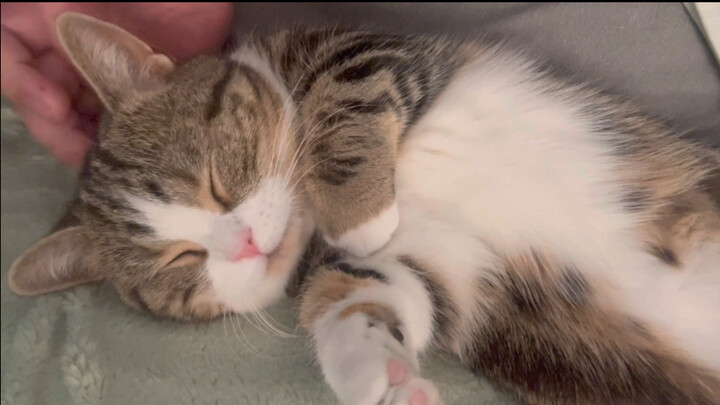 Can cat owners make it to work on time?