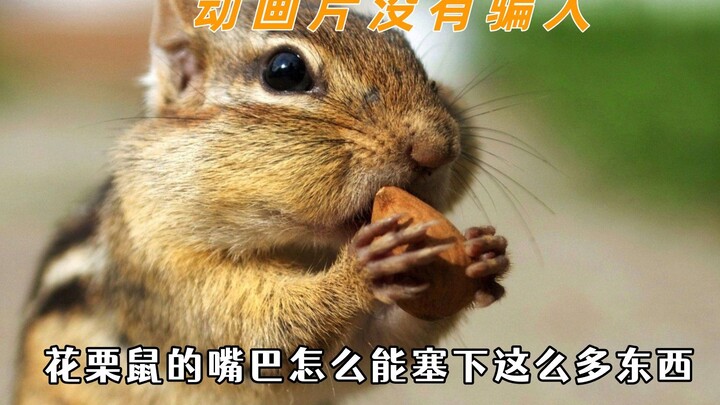 原来动画片真的没有骗人，猫和老鼠都是写实