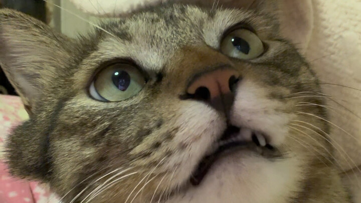 小猫把老鼠yao卖给老鼠吃！