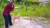 Wow unbelievable Yaya trying to walk to Mom slowly while playing with Toto & Mom outside together