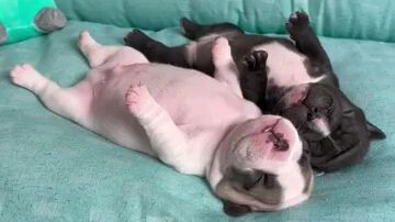 Sleeping dog part 2