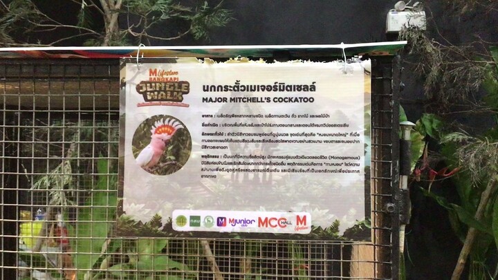 Major Mitchell's Cockatoo