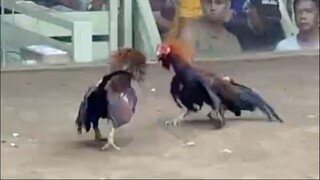 Claret Vs Round head, CHAMPION 2HITS ULUTAN