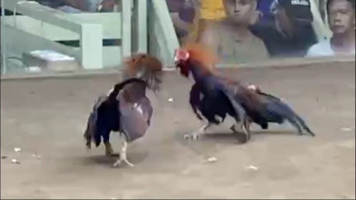 Claret Vs Round head, CHAMPION 2HITS ULUTAN