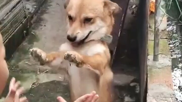 แค่ได้จับมือสักครั้ง เจ้าตูบก็แฮปปี้ไปอีกนาน!