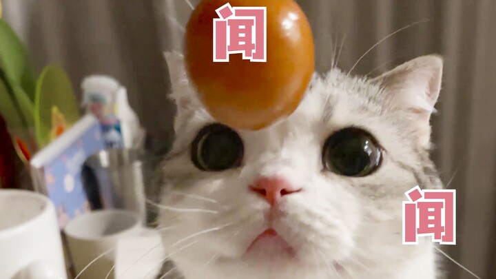 Kucing kecil nggak boleh makan buah bird pear!