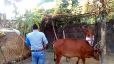 কৃত্রিম প্রজননের মাধ্যমে গবাদি পশুর জাত উন্নয়ন | 牛品種發展 Cattle breed development