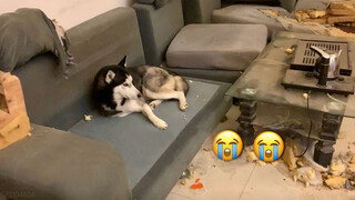 My husky turned my home into ruins