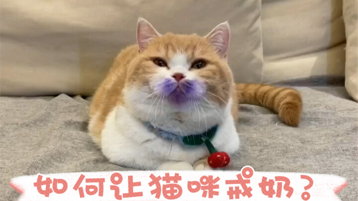 I Finally Found a Way to Wean My Cat Off Milk!