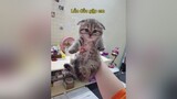 Người anh mẫu mực 😂 cat meow fy fypシ chubbycat mèo KhoeDepDonTet