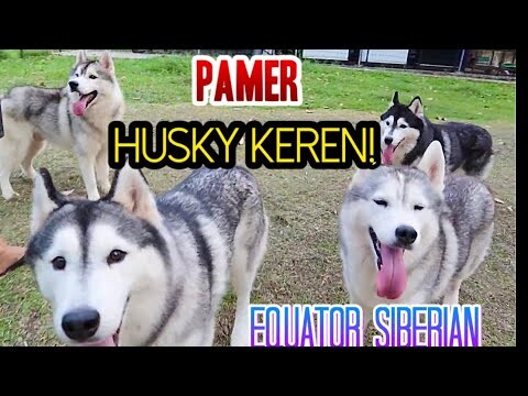 GREBEK KENNEL HUSKY TERBAIK PADA MASANYA!!EQUATOR SIBERIAN