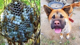 They Are Not SMARTEST but They Are CUTEST! Funniest and Cutest Dogs Video 🧡 | Pet Squad