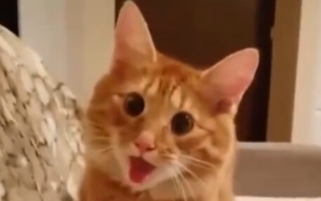 القط: أنا متحمس جدًا! هل هذه هي سعادة الكلاب؟