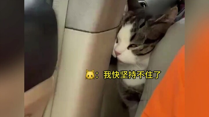 Anjing dan kucing kelompok pertama yang pulang ke kampung halaman untuk merayakan Tahun Baru sudah m