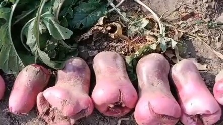 How did my radish turn out like this?