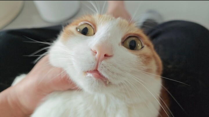 Mèo: Không phải… kỳ nghỉ phép của tôi đã hết rồi à?