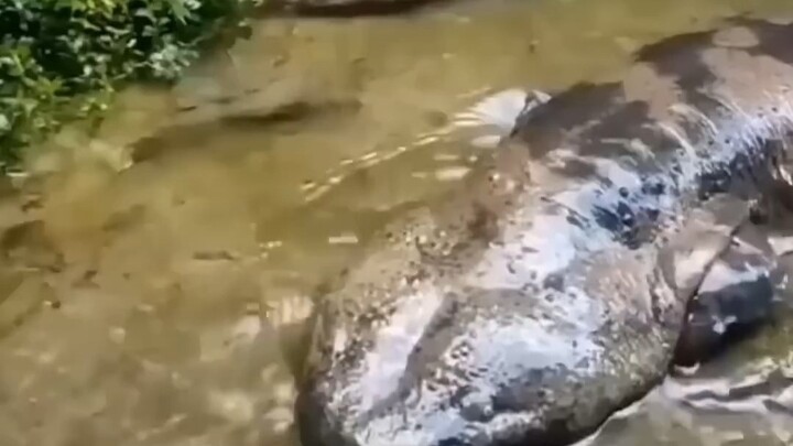 ปลาเท้า นิวเคลียร์