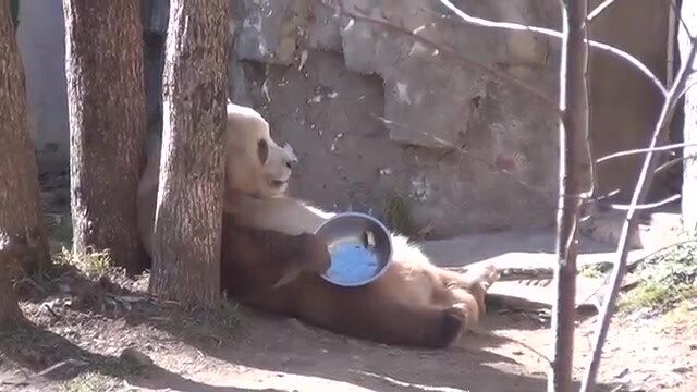 [Animals]Cute moment of panda licking empty bowl