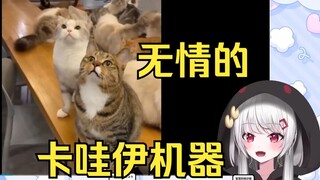 樱花妹看猫咪萌化了，词穷化身卡哇伊复读机