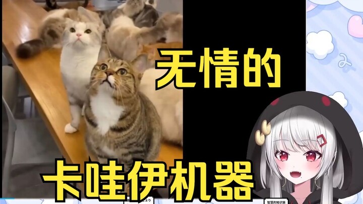 樱花妹看猫咪萌化了，词穷化身卡哇伊复读机
