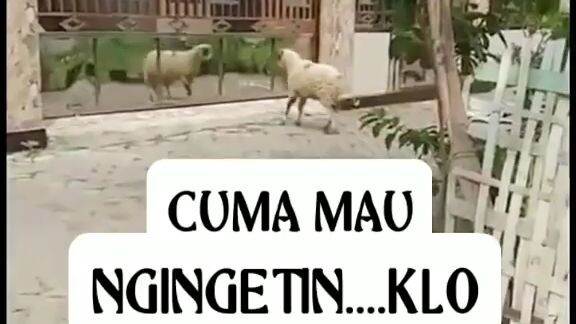 Ada Domba Via Isekaii